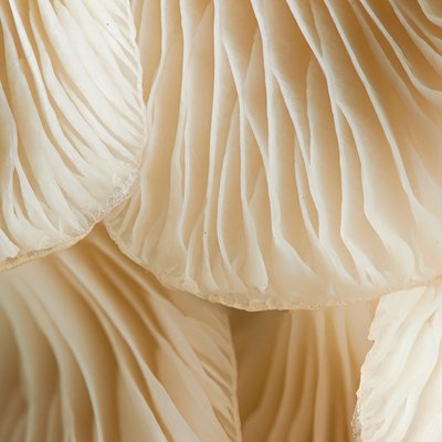 Lion's Mane