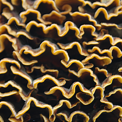 Turkey Tail